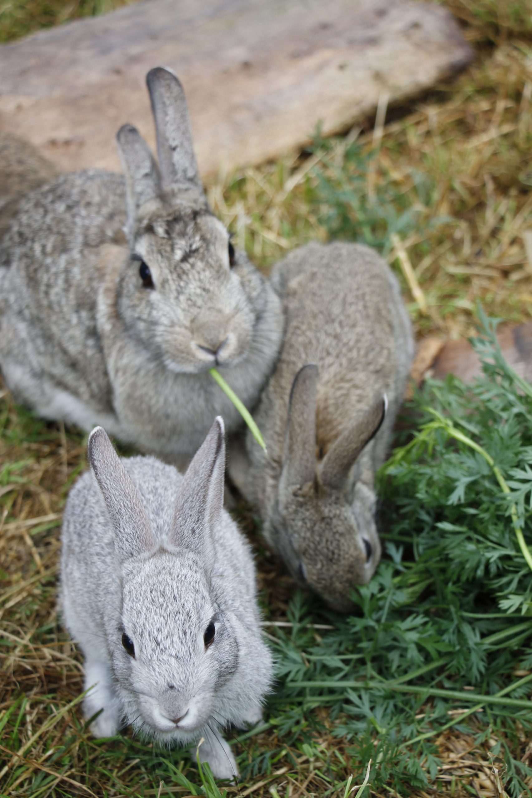 Kaninchen Als Haustier Lavendelblog