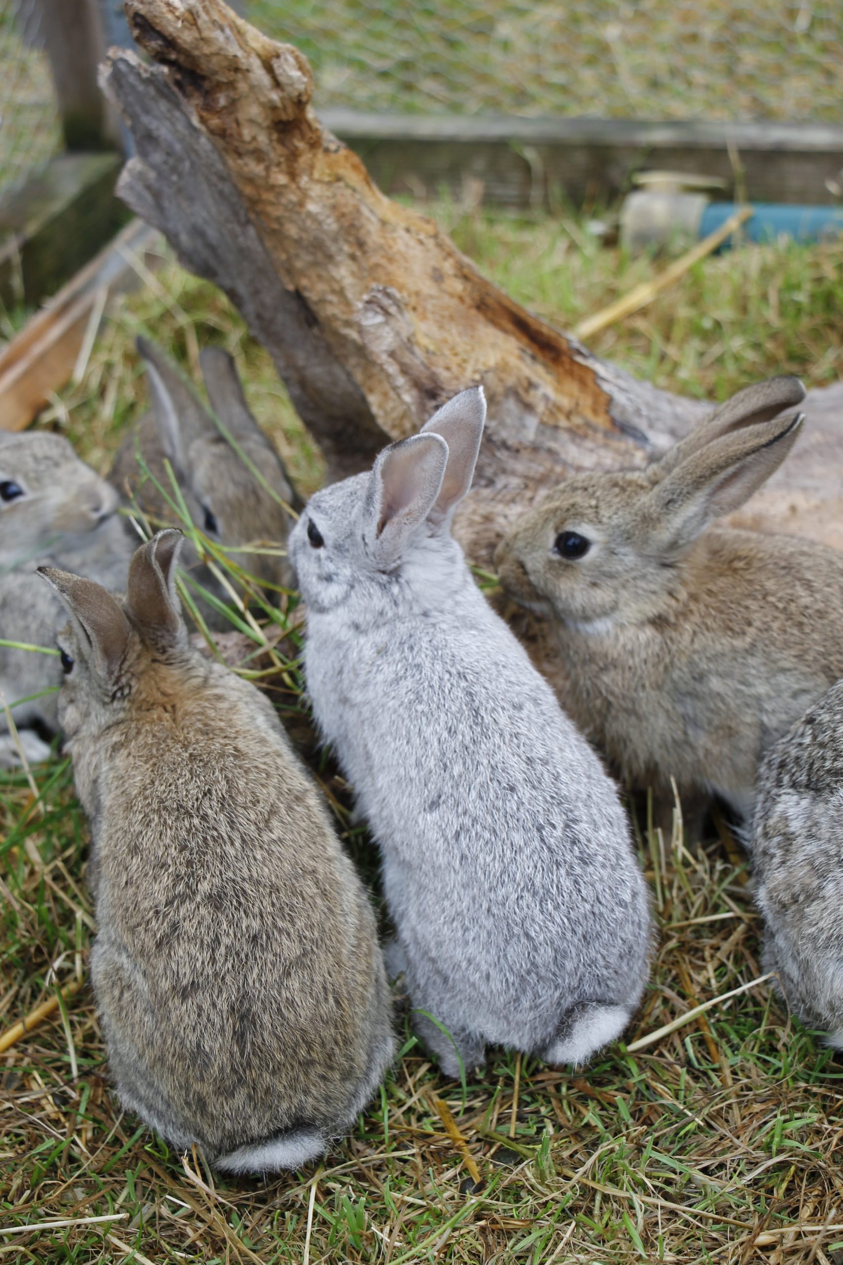 Kaninchen Als Haustier Lavendelblog